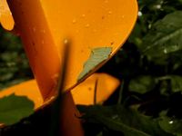 Садовый бур Мини Tornadica 150 мм