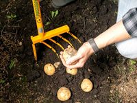 Культиватор-картофелекопатель Tornadica