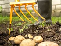 Культиватор-картофелекопатель Tornadica