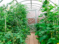 Теплица Дачная ЭКО 3 x 8 x 2 м с поликарбонатом Воля Стандарт