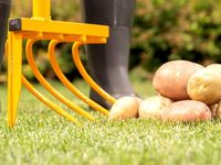 Культиватор-картофелекопатель Tornadica