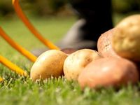 Культиватор-картофелекопатель Tornadica