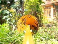 Культиватор-картофелекопатель Tornadica