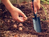 Совок для рассады Ergo