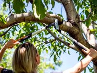 Сучкорез плоскостной средний PowerGear™X  LX94