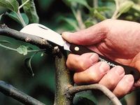 Изогнутый нож для прививок K62