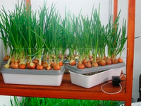 Гидропонная грядка / Луковое счастье Гидропонная грядка / Луковое счастье