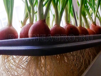 Гидропонная грядка / Луковое счастье Гидропонная грядка / Луковое счастье