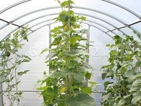 Теплицы Слава СП / каркас оцинкованная не замкнутая труба 20 х 20 х 1,2 мм