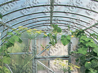 Теплица Дачная-2ДУМ 3 x 8 x 2 м с поликарбонатом PRACTIQ Теплица Дачная-2ДУМ 3 x 8 x 2 м с поликарбонатом PRACTIQ