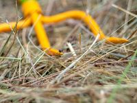 Вилы садовые 3 Tornadica Вилы садовые 3 Tornadica