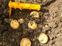 Культиватор-картофелекопатель Tornadica Культиватор-картофелекопатель Tornadica