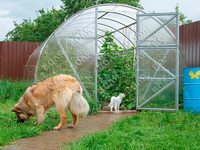 Теплица Дачная ЭКО 3 x 8 x 2 м с поликарбонатом Воля Стандарт Теплица Дачная ЭКО 3 x 8 x 2 м с поликарбонатом Воля Стандарт