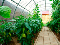 Теплица Дачная ЭКО 3 x 8 x 2 м с поликарбонатом Воля Стандарт Теплица Дачная ЭКО 3 x 8 x 2 м с поликарбонатом Воля Стандарт