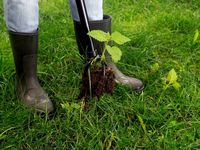 Извлекатель сорняков Tornadica Извлекатель сорняков Tornadica