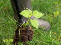 Извлекатель сорняков Tornadica Извлекатель сорняков Tornadica