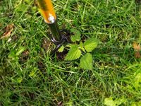 Извлекатель сорняков Tornadica Извлекатель сорняков Tornadica