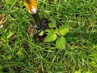 Извлекатель сорняков Tornadica Извлекатель сорняков Tornadica