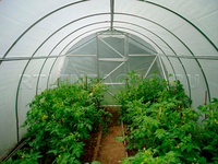 Теплица под пленку Дачная-2ДУ / 6 х 3 х 2 м Теплица под пленку Дачная-2ДУ / 6 х 3 х 2 м