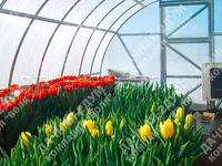 Теплица Дачная-2ДУМ 3 x 8 x 2 м с поликарбонатом PRACTIQ Теплица Дачная-2ДУМ 3 x 8 x 2 м с поликарбонатом PRACTIQ