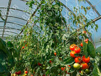 Теплица Дачная-2ДУМ 3 x 8 x 2 м с поликарбонатом PRACTIQ Теплица Дачная-2ДУМ 3 x 8 x 2 м с поликарбонатом PRACTIQ