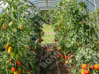 Теплица Дачная-2ДУМ 3 x 8 x 2 м с поликарбонатом PRACTIQ Теплица Дачная-2ДУМ 3 x 8 x 2 м с поликарбонатом PRACTIQ