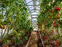Теплица "Дачная Стрелка-3" 3 x 6 x 2,4 м с поликарбонатом Стандарт Воля Теплица "Дачная Стрелка-3" 3 x 6 x 2,4 м с поликарбонатом Стандарт Воля